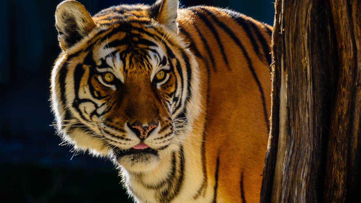 Tigres du Bengale : grâce à 4 000 caméras, le Népal lance un grand recensement de ces animaux menacés