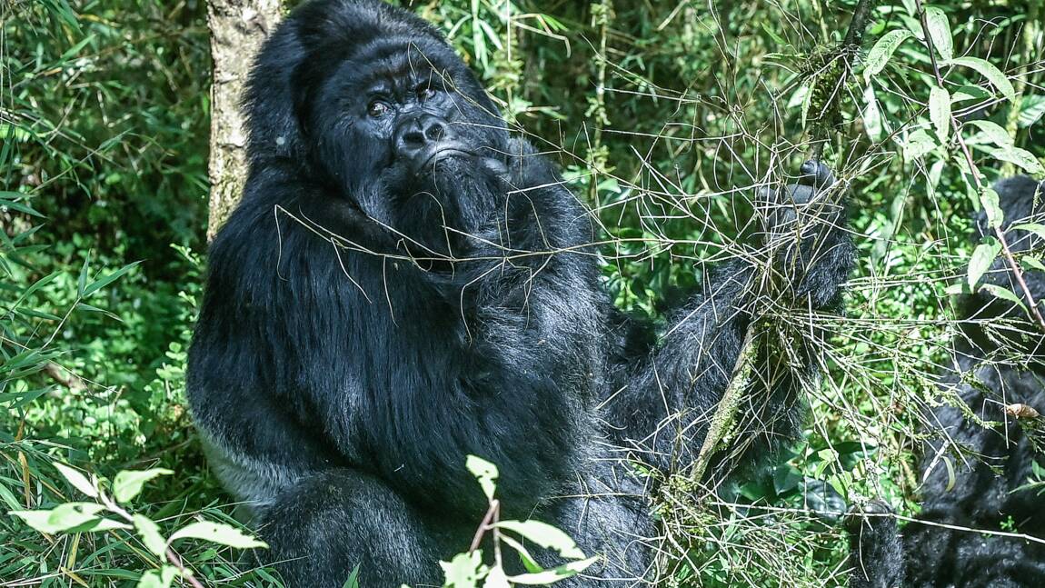 Trop de gorilles ? Au Rwanda, les grands singes à l’étroit