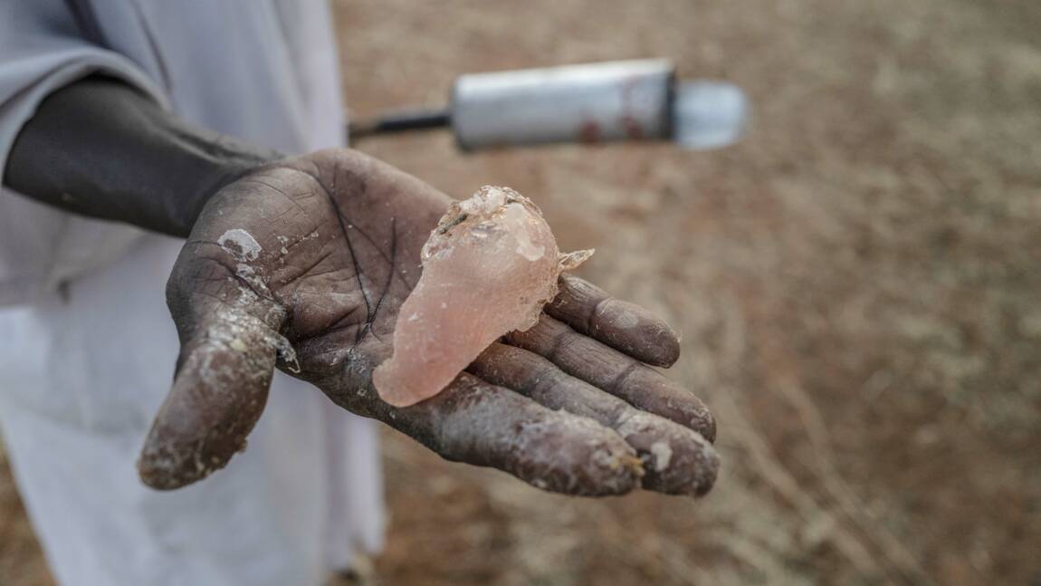 Confiseries, boissons, cosmétiques… La gomme arabique, un ingrédient omniprésent