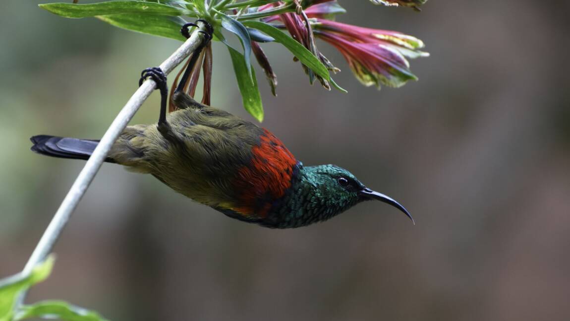 Depuis 500 000 ans, ces oiseaux chantent de la même façon