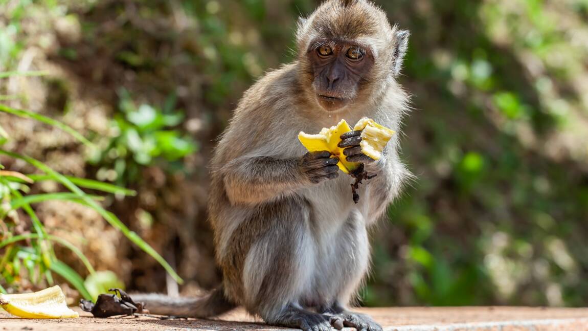Etats-Unis : des singes de laboratoire évadés d’un camion retrouvés et euthanasiés