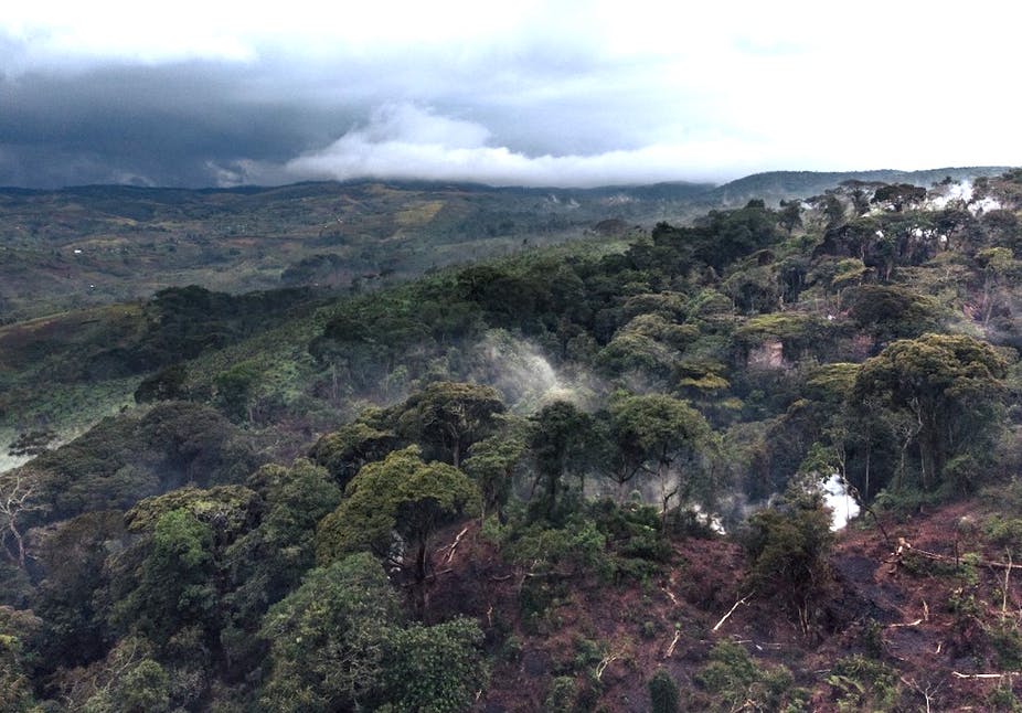 En RDC, comment les atteintes à la biodiversité affectent les habitudes alimentaires