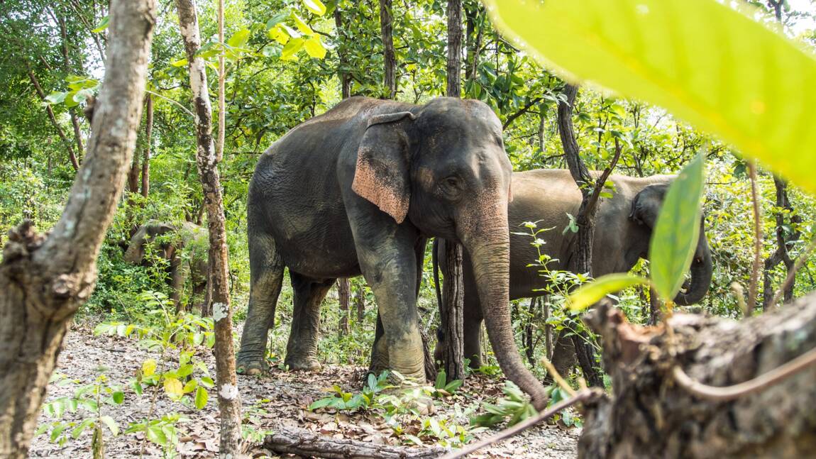 Indonésie : prison ferme pour la mort de cinq éléphants près d’une plantation