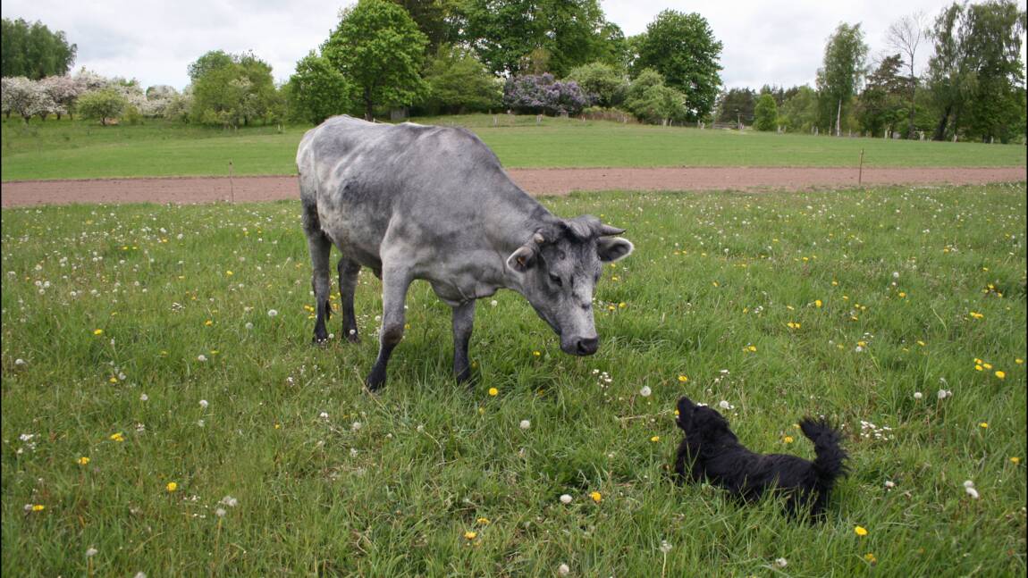 Les vaches bleues de Lettonie sauvées de l’extinction