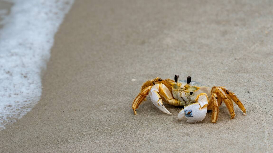 L’État de Washington sonne l’alerte contre une invasion de crabes verts