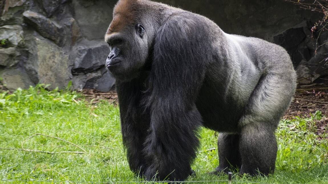 Ozzie, le plus vieux gorille mâle du monde, meurt à 61 ans