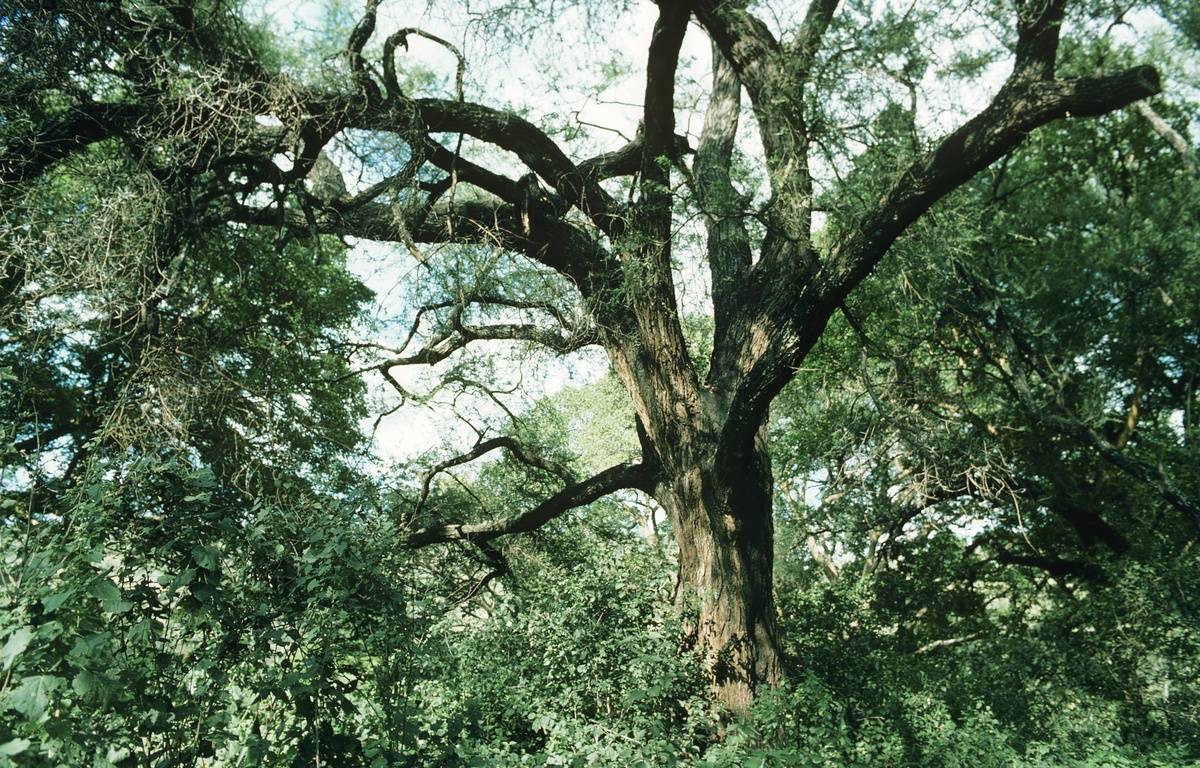 Le Mozambique veut replanter 100 millions d’arbres d’ici trente ans dans les mangroves