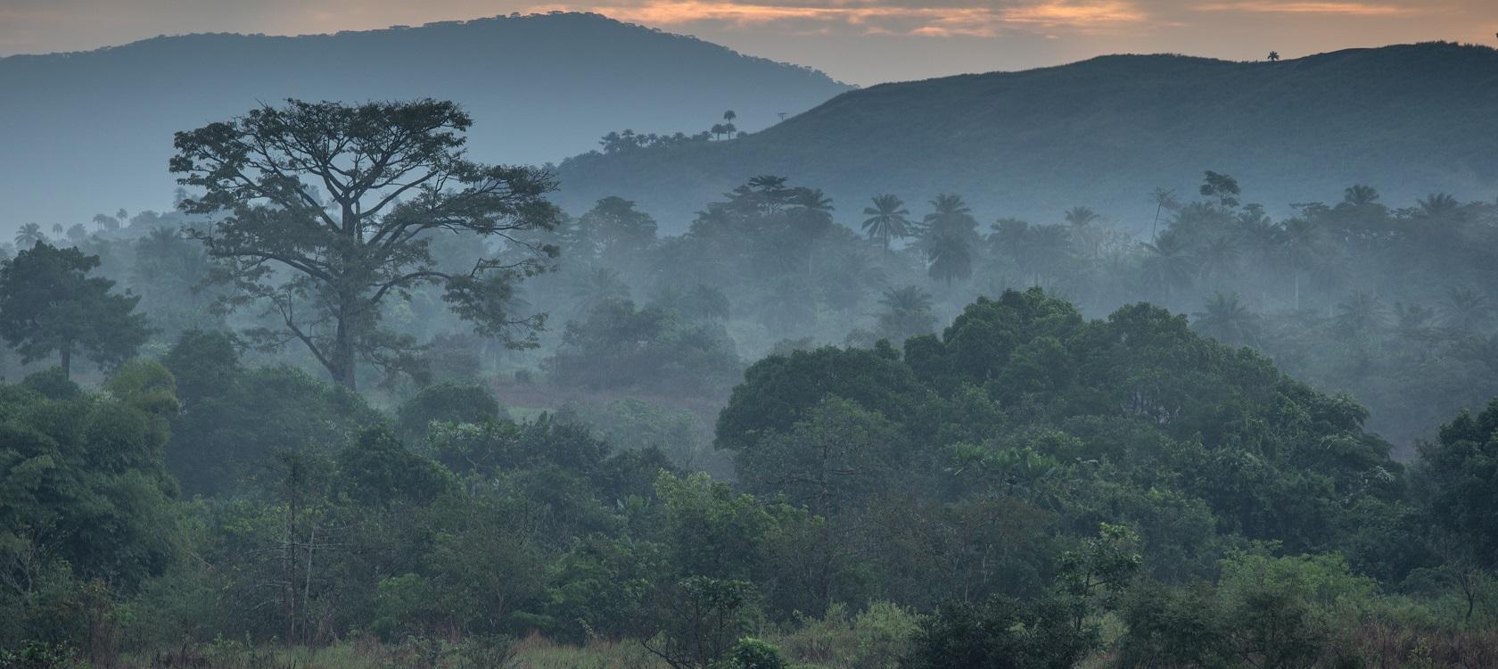 Il reste plus de 9 000 espèces d’arbres à découvrir dans le monde selon une étude