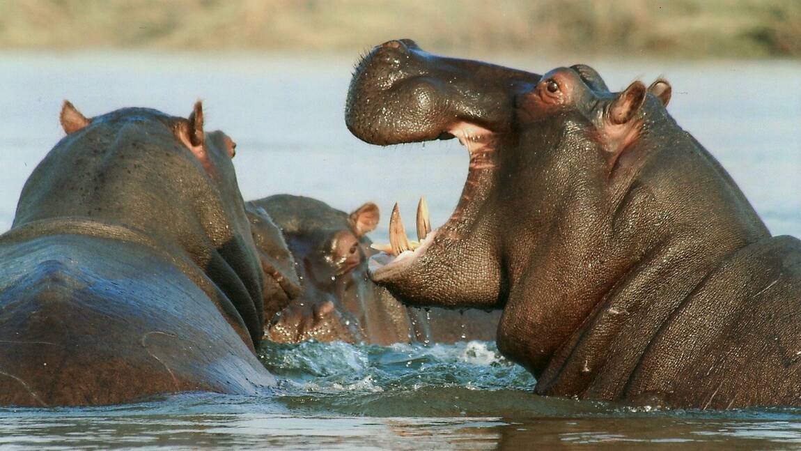 Congo : humains et hippopotames, la difficile cohabitation