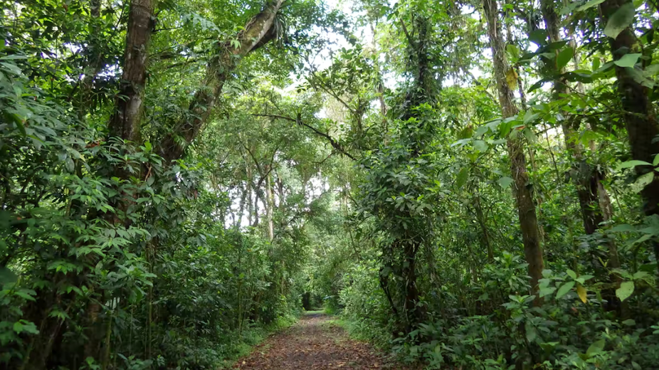Des données inédites sur la capacité des forêts tropicales à se régénérer rapidement