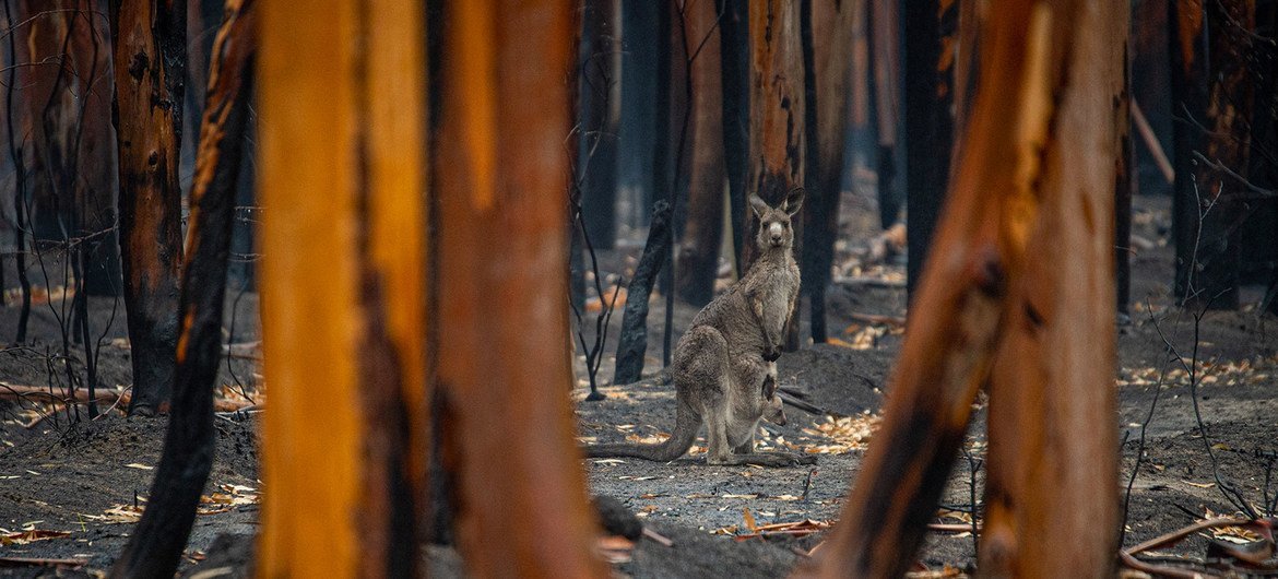 Les incendies de forêt, la pollution sonore et la perturbation des cycles de vie sont des menaces critiques auxquelles il faut s’attaquer, avertit l’ONU