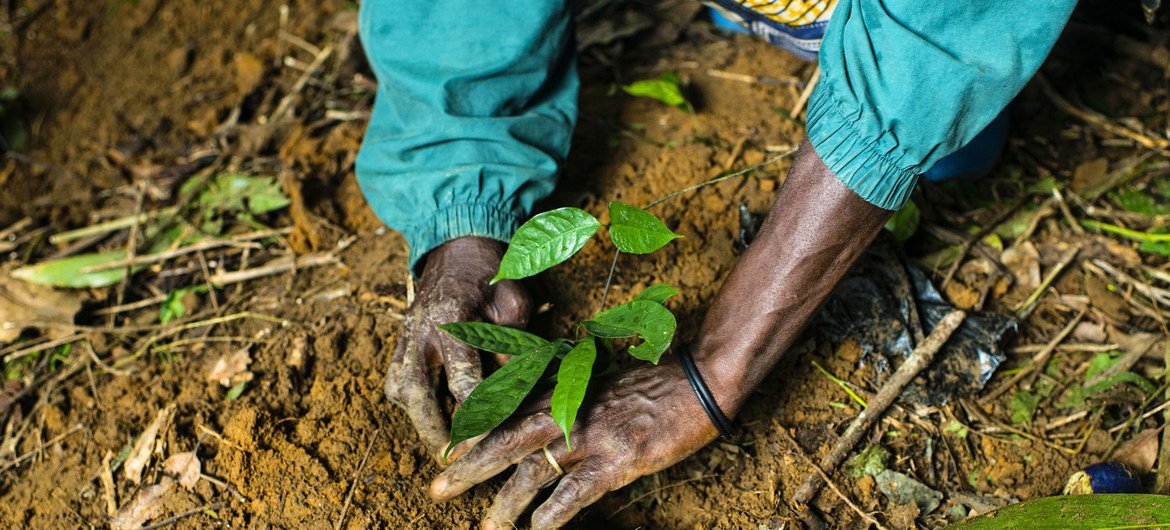 La FAO appelle à inverser le processus de dégradation des sols