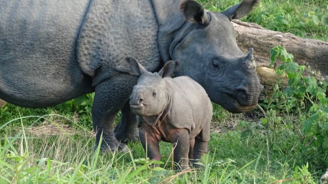 Inde : Autrefois disparus, les rhinocéros prospèrent dans le parc national de Manas