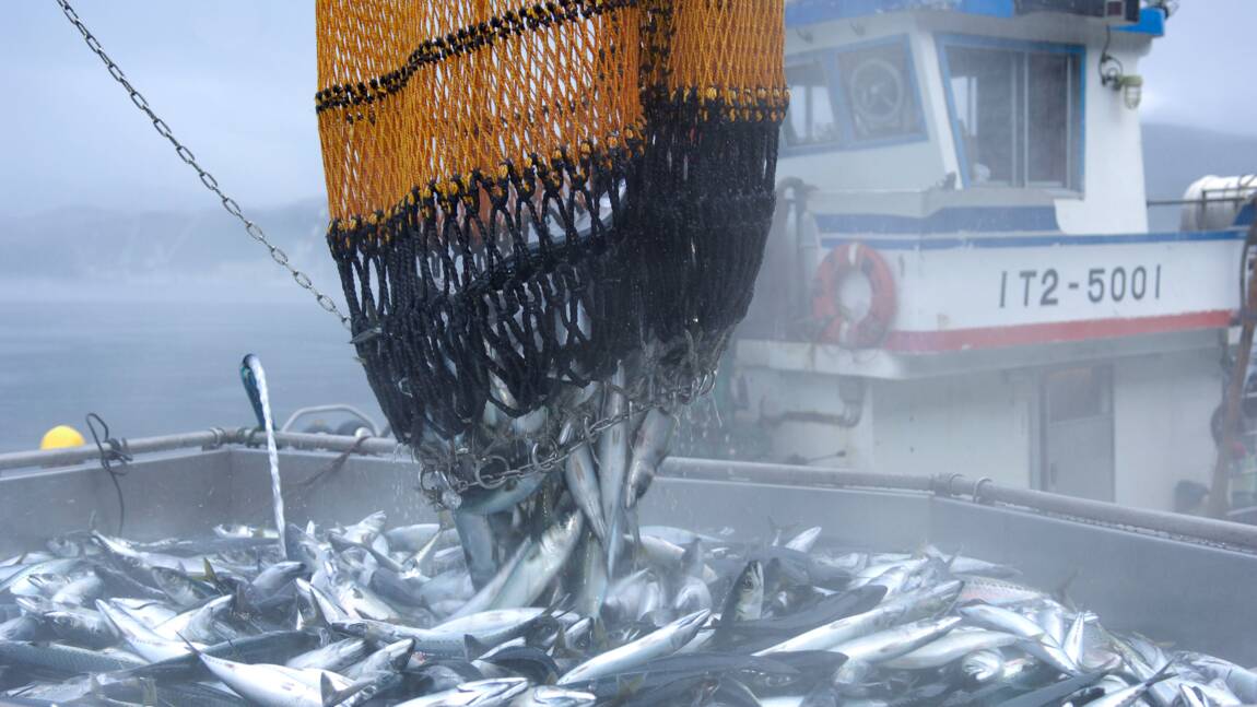 Japon : comment l’Etat veut protéger les stocks de poissons et lutter contre la surpêche