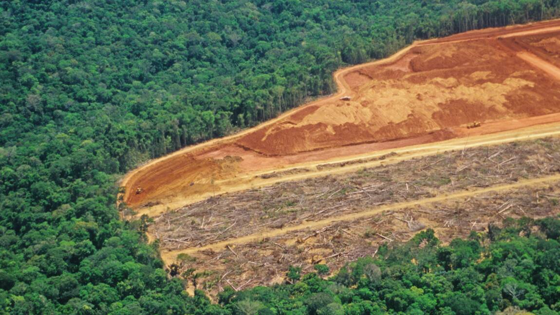 Déforestation : 10 terrains de football de forêt tropicale détruits chaque minute