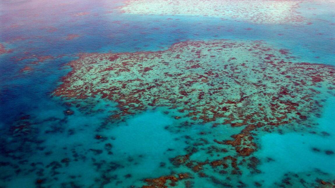 Australie : 91 % de la grande barrière de corail a subi un « blanchissement », un triste record
