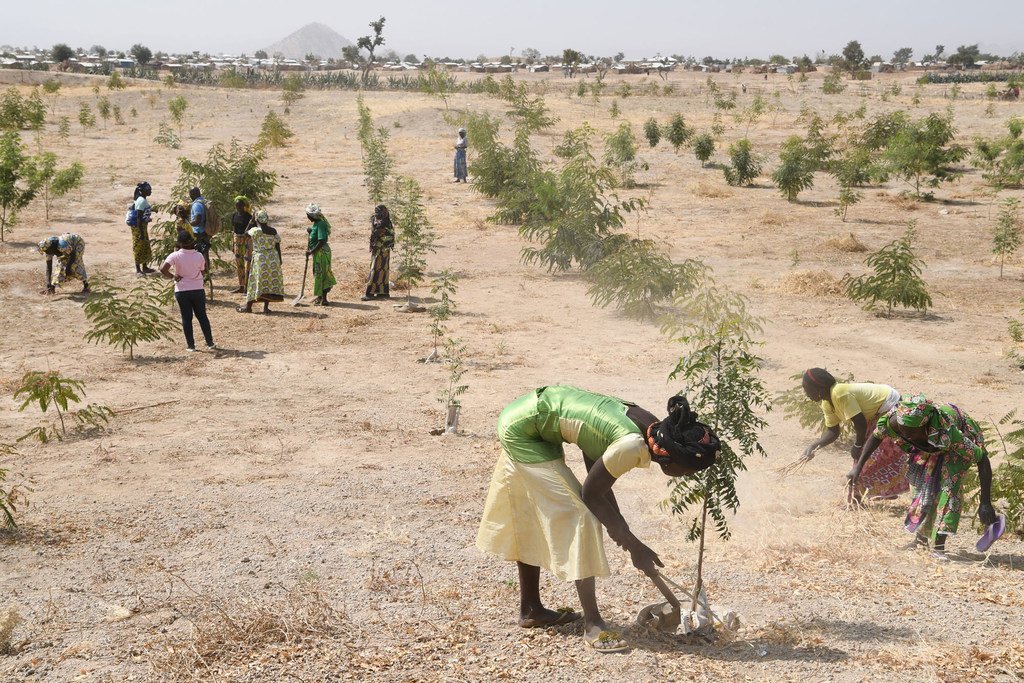 La déforestation mondiale ralentit, mais les forêts pluviales tropicales sont toujours menacées