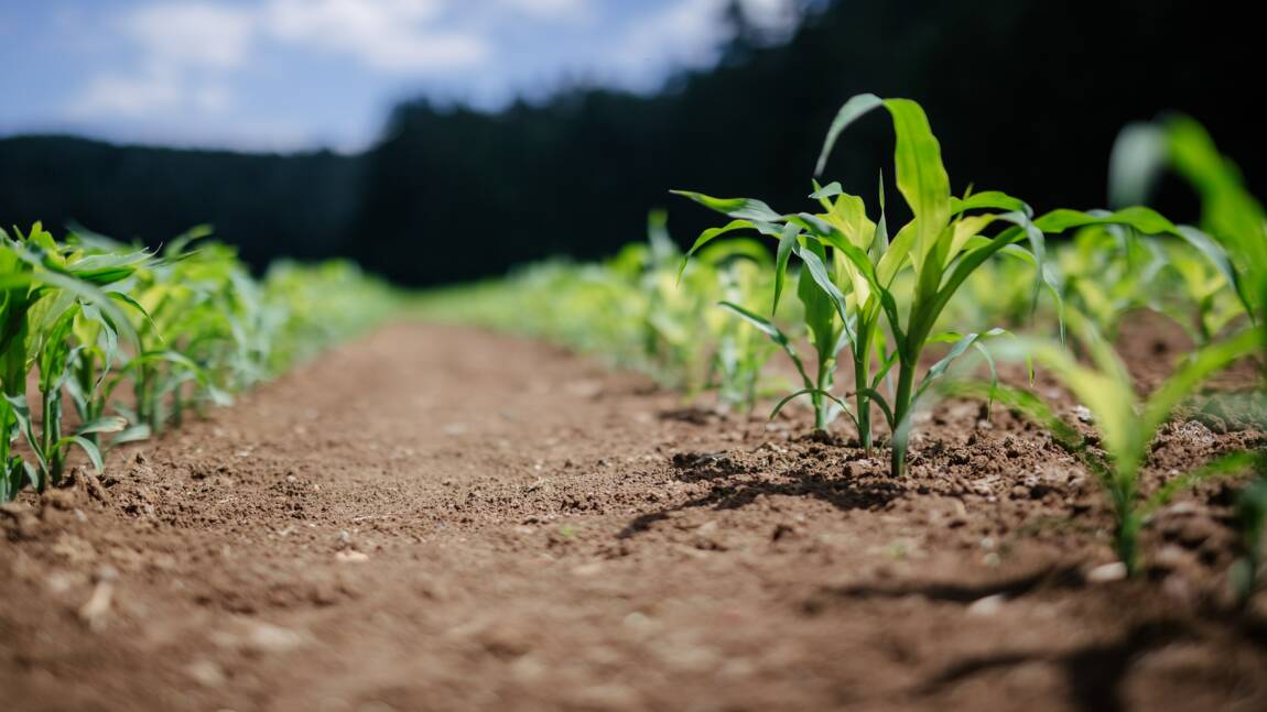 Les plantes cultivées ont-elles (déjà) le secret pour s’adapter au changement climatique ?