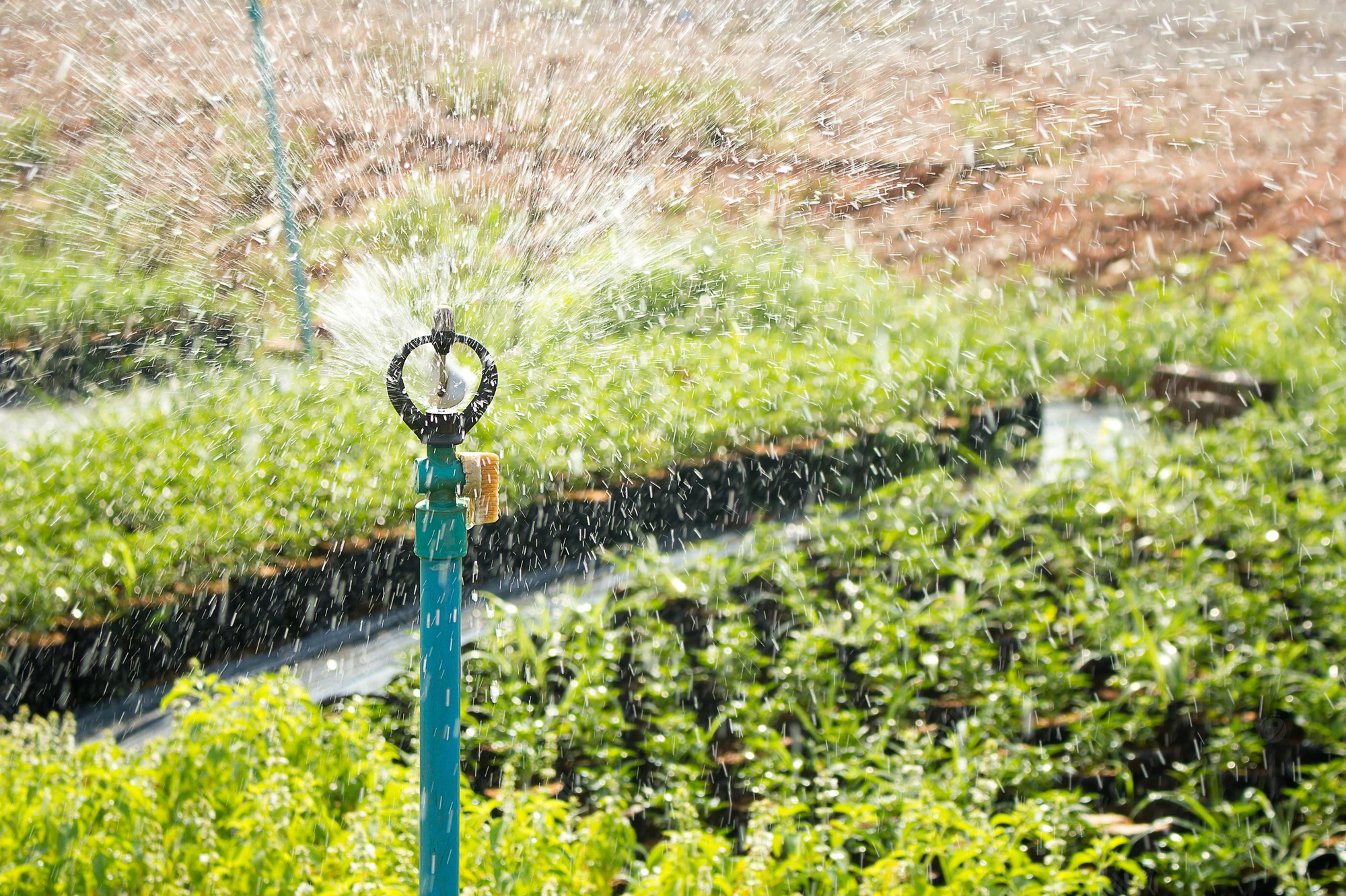 Irrigation : l’Inde en quête d’une « révolution bleue »