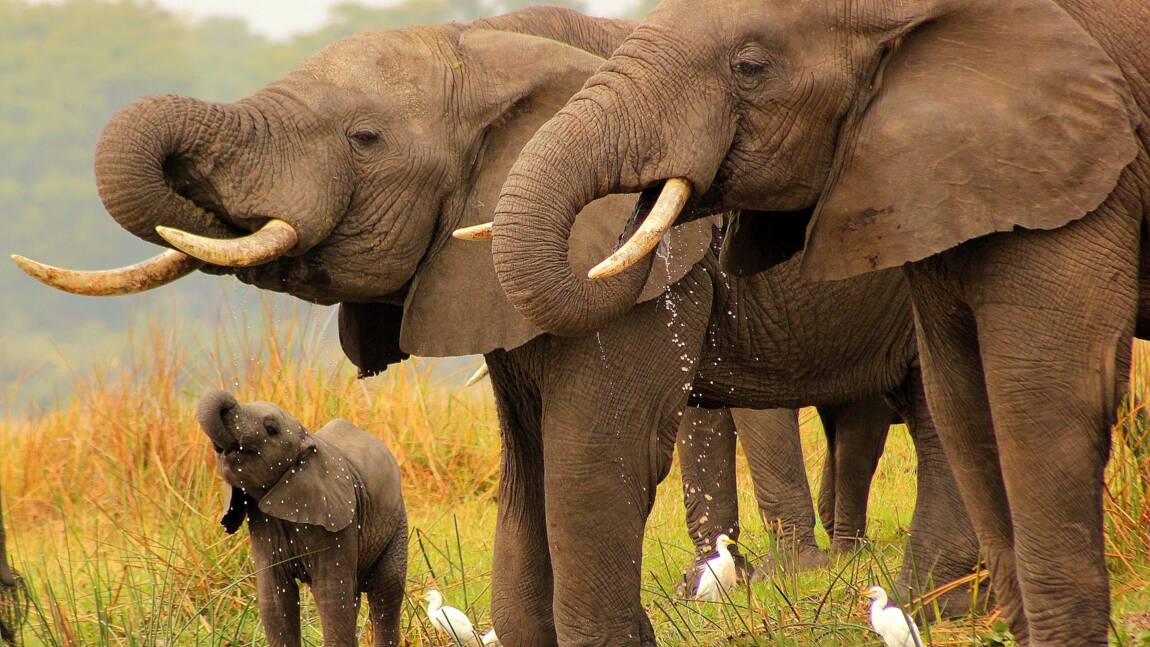 Transfert de 250 éléphants vers un parc Malawi où l’espèce avait quasiment disparu