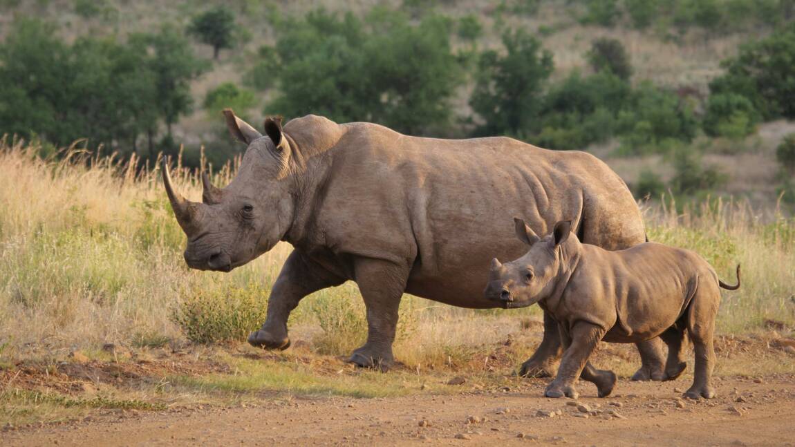 Des rhinocéros réintroduits dans un parc du Mozambique