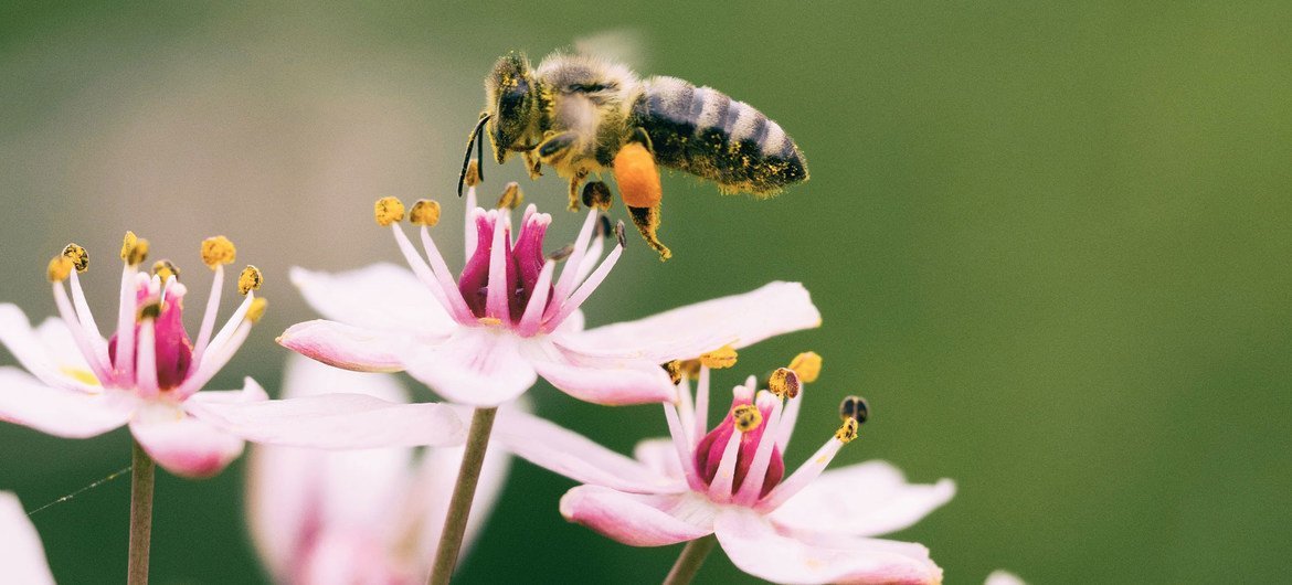 La valeur de la nature ne doit pas être supplantée par la poursuite du profit à court terme