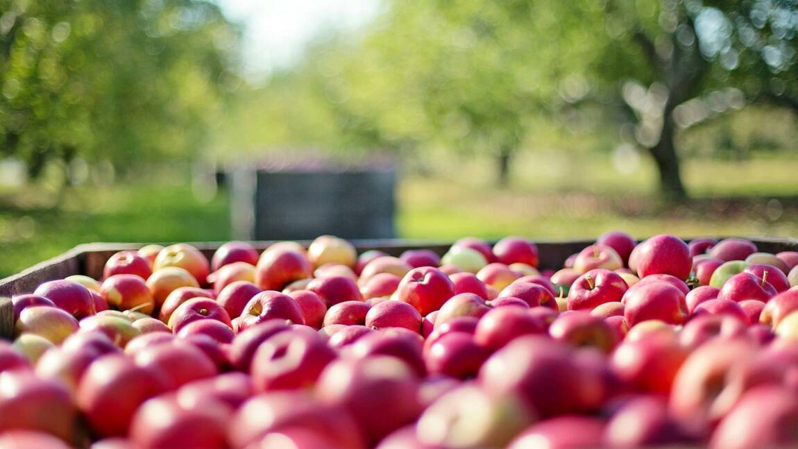 L’agriculture biologique pas assez soutenue en France, estime la Cour des comptes