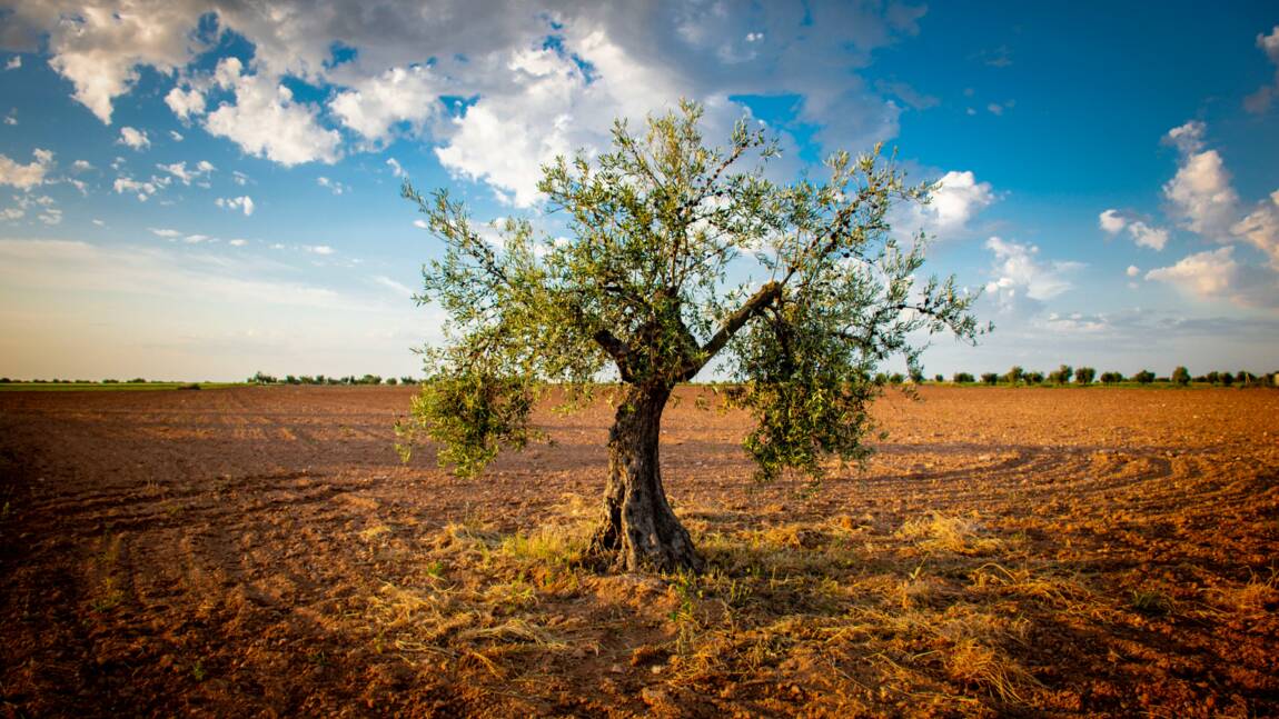 L’Espagne et le Portugal endurent le pire climat de sécheresse vu depuis au moins 1200 ans, selon une étude