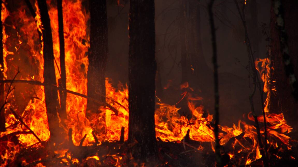 Incendies : Les feux de forêt multipliés par deux dans le monde en 20 ans