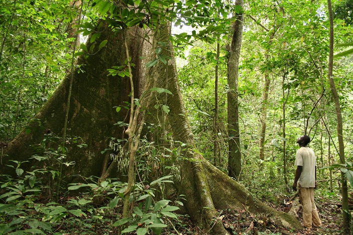 AU ONE FOREST SUMMIT, L’ENJEU DE LA SURVIE DES FORÊTS TROPICALES, PUITS DE CARBONE MAJEURS