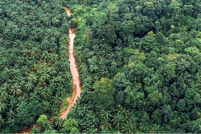 FERRERO, CARREFOUR : COMMENT LES ENTREPRISES SE PRÉPARENT À LA FIN DE LA DÉFORESTATION IMPORTÉE