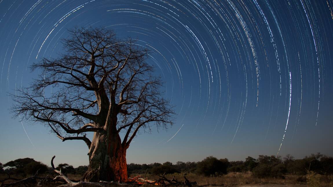 La forêt qui cache l’arbre ? En Afrique, un quart de la couverture arborée se situe en dehors des forêts