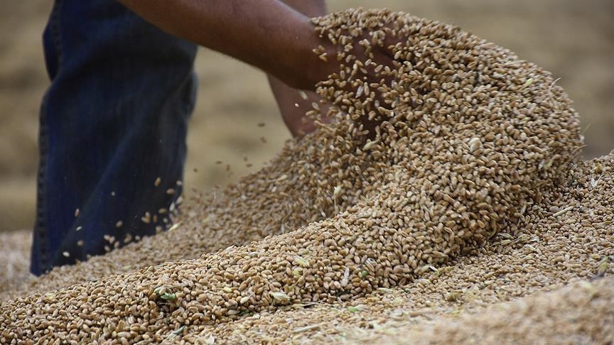 Face à la sécheresse, les agriculteurs irakiens réinventent leurs pratiques agricoles