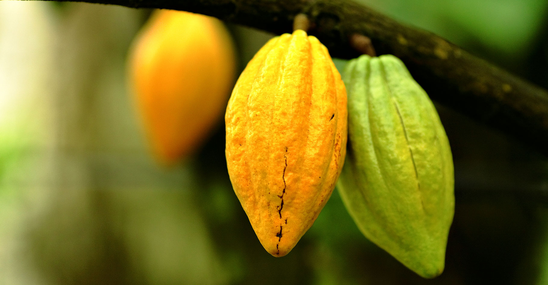 Cacao, les nouveaux défis d’une culture millénaire
